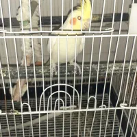 عروس هلندی نر همراه باقفس کاسکویی