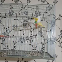 ۲عدد ماده اماده