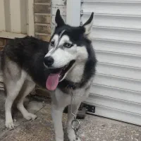 سگ...|سگ|بهبهان, |دیوار