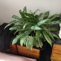 گلدان های طبیعی