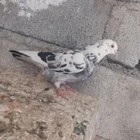 ۲ عدد ماده پرشی گشتی به شرط