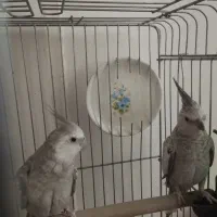 عروس هلندی مولد کار داده|پرنده|پاکدشت, پاکدشت (مامازند)|دیوار