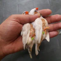 فنچ بسیار خوشکل و خوش ذات