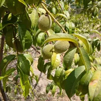 فروش باغ ثمری سیوند|فروش زمین و ملک کلنگی|مرودشت, مسجد رسول‎|دیوار