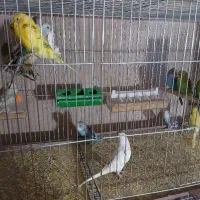 فروش مرغ عشق خانگی سالم و سرحال