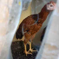 2عدد خروس محلی ۲ رگه لاری خوش استایل|حیوانات مزرعه|شهرضا, |دیوار