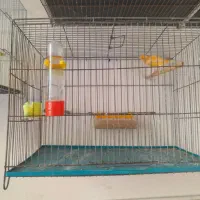 دوعددقناری پرتقالی نر