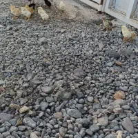 جوجه محلی|حیوانات مزرعه|جیرفت, |دیوار