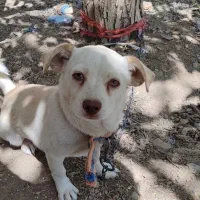 سگ پاکوتاه|سگ|اهواز, اهواز|دیوار