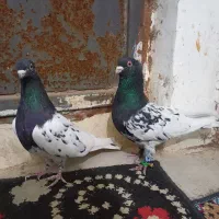 کبوتر|پرنده|تایباد, |دیوار