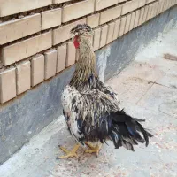 خروس گردن لخت|حیوانات مزرعه|اهواز, کوی مهدیس|دیوار