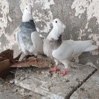 طوقی هفت رنگ