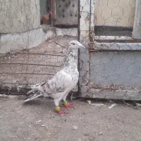 کبوتر