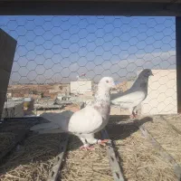 ۱۰ جفت|پرنده|قلعه نو, |دیوار