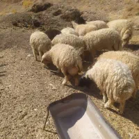 بره درجه یک