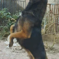 ماده مالینیوز|سگ|پاکدشت, پاکدشت (مامازند)|دیوار