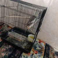 عروس هلندی|پرنده|قم, آزادگان|دیوار
