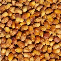 خرمای زاهدی( قصب )