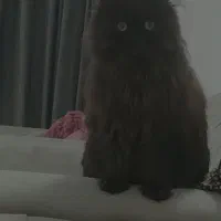 پرشین|گربه|میان جلگه, |دیوار