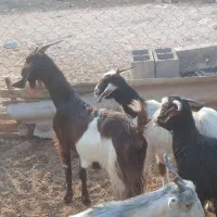 تعدادی بز داشتی|حیوانات مزرعه|آبدان, |دیوار