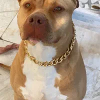 پیتبول گمشده با مژدگانی بالا