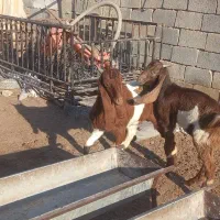 گوسفند بز نر|حیوانات مزرعه|شادگان, |دیوار