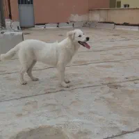 سگ بازیگوش|سگ|رباط‌کریم, رباط‌کریم|دیوار