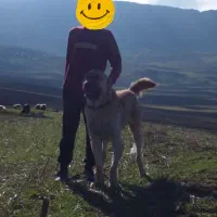 سگ سرابی نر|سگ|اردبیل, |دیوار