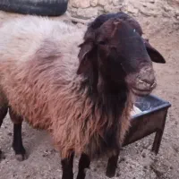 قوچ|حیوانات مزرعه|کوهدشت, |دیوار