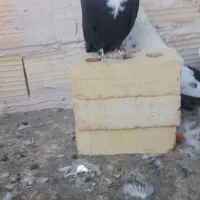 کبوتر ارزون|پرنده|کاشمر, |دیوار