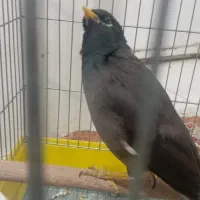 مرغ مینا و سهره وقناری