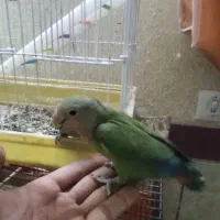 کوتوله|پرنده|میبد, |دیوار