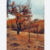 زمین باغ ویلا‌