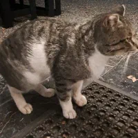 واگذاری گربه