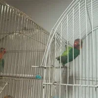 یک جفت طوطی برزیلی تخم گذار