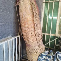 بوریا حصیر|فرش|اهواز, کوی فرهنگیان ۱|دیوار