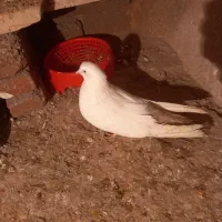 باشلی و گویوخلی|حیوانات|گوگان, |دیوار