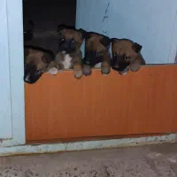 سگ مالینویز اصل