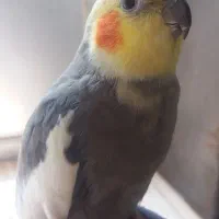 گم شده بنام فندوق|حیوانات|رشت, گیل|دیوار