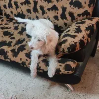 واگذاری یک قلاده تریر پا بلند ۶ ماهه