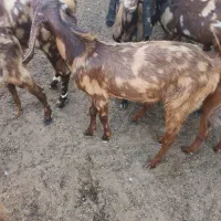 بزنربزغاله|حیوانات مزرعه|هندیجان, |دیوار