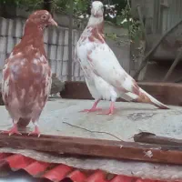 جفت جوجه سازشده میزان اماده پرواز