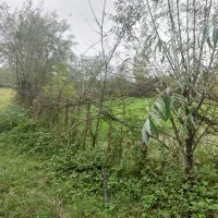 زمین با کاربری مسکونی زیر قیمت|فروش زمین و ملک کلنگی|رشت, قاسمیه|دیوار