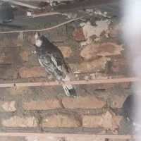 کفتر هما سرور پرشی