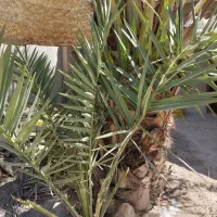 یک نخل عویدی برای فروشی