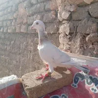 کله هما هفترنگ ماده آس تو عکس و فیلم همه چی مشخصه