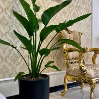 گیاه نیکولای با گلدان