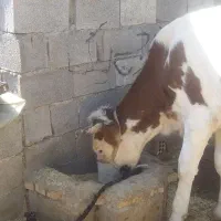 شنگول جوان|حیوانات مزرعه|اندیکا, |دیوار