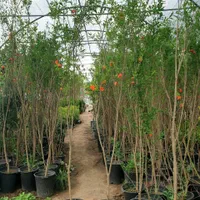 انار|گل و گیاه طبیعی|مشهد, امیرآباد|دیوار