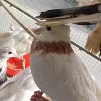 طوقی کله سیاه دورگ  فلاورجان  معاوضه با گرینچیگ|پرنده|ابریشم, |دیوار